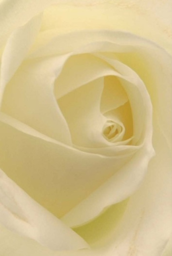 Drawn close to this radiant white rose, one discovers how its expertly layered petals blend soft creams with pure whites-each fold capturing the diffused West Byfleet daylight so often seen along Pyrford Road. There is a tranquility in the composition, a quiet sophistication that makes the bloom a natural choice for weddings, sincere apologies, or elegant expressions of love. The spiral at its core feels nearly flawless, speaking to the bloom's purity and quiet endurance-echoed in the subtle interplay of shadows and light. As a local florist, I see this rose as a versatile emblem: resilient and graceful, well suited for the heartfelt occasions that matter to our West Byfleet neighbours. The clean essence and understated fragrance conjure images of moments where emotion runs deep-a timeless addition to celebrations or gentle remembrances throughout the area.
